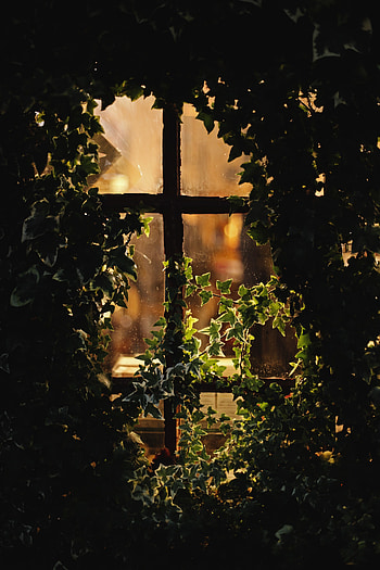 Leaves, Miscellanea, Miscellaneous, Branches, Evening, Window, Fogged Up, Weeping HD phone wallpaper