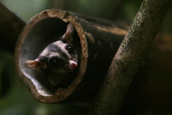 Endangered parrot, Threatened by sugar gliders, Australian wildlife, Conservation efforts HD wallpaper