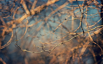Plants, Trees, Background HD wallpaper