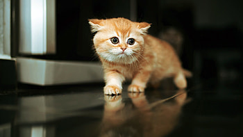Cute kitten, , Pling com HD wallpaper