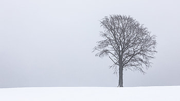 Winter, Snow, Wood, Tree, Minimalism, Bw, Chb HD wallpaper