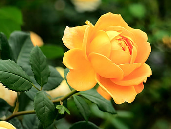 Lovely Yellow Beauty, rose, leaves, bud, petals, yellow, green, nature, flowers HD wallpaper