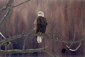 Bald Eagle Sitting On Branch , eagle, birds, deviantart HD wallpaper