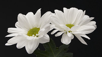 Flowers, Background, Close-Up HD wallpaper
