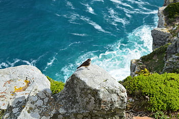 A small bird perched on a cliff edge overlooking the ocean in Cape Town, South Africa. HD wallpaper
