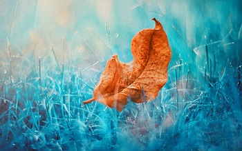 Leaf, grass, nature, macro HD wallpaper