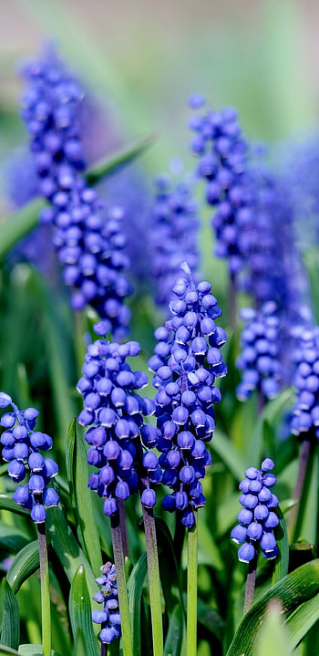 Muscari hyacinth, Blue flowers, Blooming , Purple beauty HD phone wallpaper