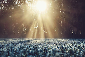 Nature, Grass, Hoarfrost, Frost, Sunlight HD wallpaper