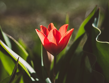 Tulip, plant, flower HD wallpaper