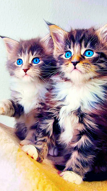 A Cute, Lovely Cat HD phone wallpaper