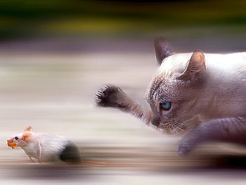 Fast_Food, mouse, cool, cat, funny, fast-food HD wallpaper