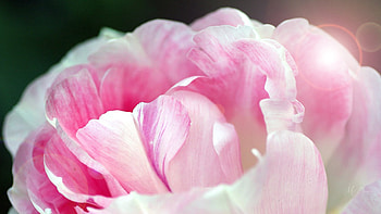 Peony Petals, peony, spring, Firefox Persona theme, summer, pink, petals, blossoms, flowers, blooms HD wallpaper