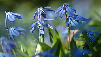 Flowers, Grass, Plant, Macro HD wallpaper