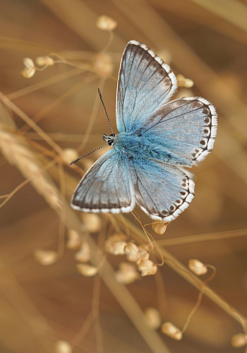Animals, Macro, Pattern, Butterfly, Wings, Focus HD phone wallpaper