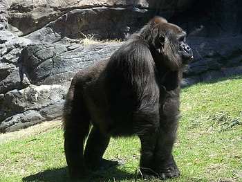 Lonely Ape, animal, wild, ape, slow HD wallpaper