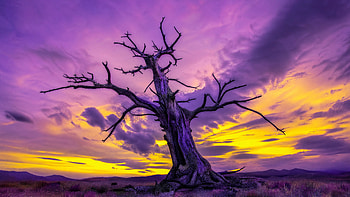 Twilight Sentinel — Dead Tree, Silhouette, Landscape HD wallpaper
