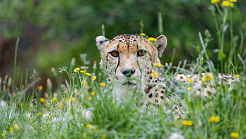 Animals, Grass, Cheetah, Predator, Big Cat, Sight, Opinion HD wallpaper