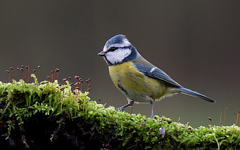 Blue Tit, animal, tit, bird, moss HD wallpaper