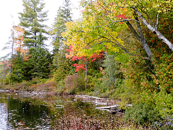 Early Fall At The River, graphy, Trees, Fall, Nature, Early Fall, River HD wallpaper