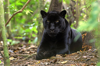 Animals, Grass, Leaves, Lie, To Lie Down, Predator, Panther HD wallpaper
