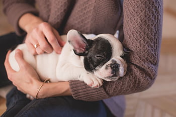 A sweet bulldog puppy peacefully asleep in a warm embrace, conveying warmth and comfort. HD wallpaper