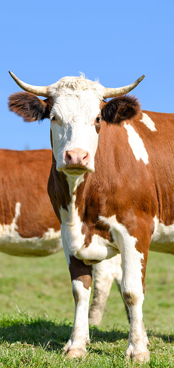 Majestic cows, Farm animals, Grazing cows, Rural life HD phone wallpaper
