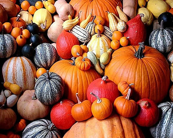 Pumpkins, still life, abstract, fall season HD wallpaper