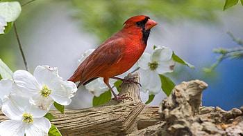 Animals, Flowers, Bird, Branch, Cardinal HD wallpaper