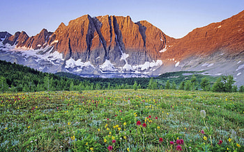 Flowers, flower HD wallpaper