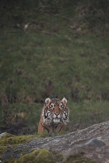 Animals, Predator, Big Cat, Sight, Opinion, Tiger, Animal HD phone wallpaper