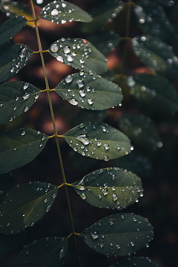 Leaves, Drops, Macro, Wet HD phone wallpaper