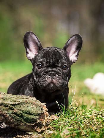 French Bulldog puppy , dog , Black fur, Lively playfulness HD phone wallpaper