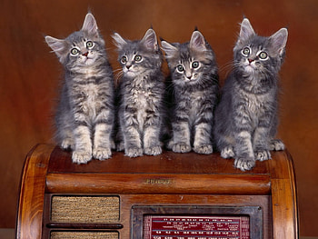Animals, Sit, Lot, Kittens HD wallpaper