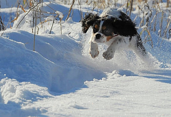 Show'em what you got!, Dog, Jump, Ability, Snow HD wallpaper