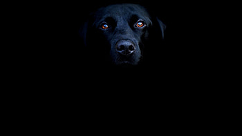 dog, animal, blue, darkness HD wallpaper