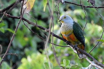 Rose Top Fruit Dove, fruit, top, rose, dove HD wallpaper