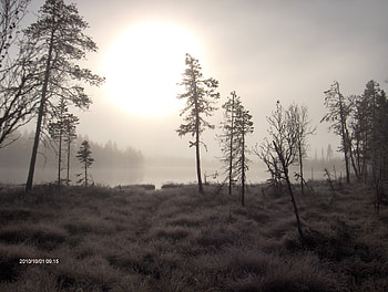 morningrice with frost, fog, frost, lake, tree HD wallpaper