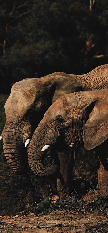 Couple, Elephants HD phone wallpaper