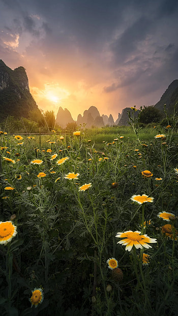 Nature, cloud, sky, cloudy, flowers, mountain, green, sun HD phone wallpaper
