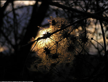 Mistical ball, trees, forests, nature, fire, nights, mistical HD wallpaper