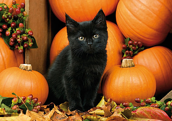 Black kitten, pisici, orange, kitten, halloween, black, pumpkin, cat HD wallpaper