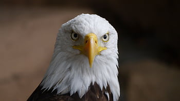 Intense close-up of a bald eagle showcasing its sharp eyes and iconic features. HD wallpaper