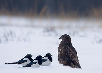 Listen!, winter, birds, animals, snow, funny, nature HD wallpaper