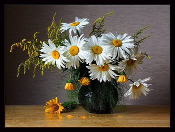 Still life, vase, beautiful, nice, daisies, delicate, flowers, lovely, harmony HD wallpaper