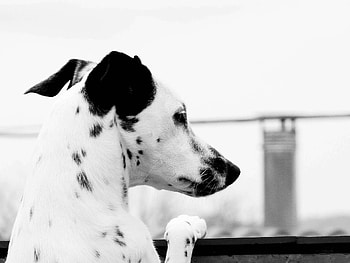 Animals, Dog, Spotted, Spotty, Ears, Dalmatian HD wallpaper