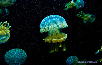 Animals, Sea, Jellyfish HD wallpaper