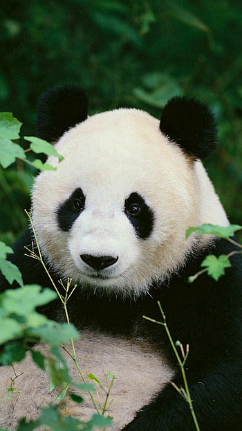 Stunning backgrounds, Panda's charm, Beautifully crafted HD phone wallpaper