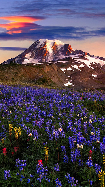 Bluebonnet, Earth meadow, Nature's beauty, Serene landscapes HD phone wallpaper