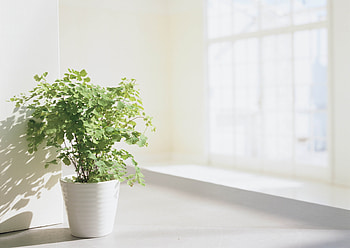 Flowers, Shine, Light, Miscellanea, Miscellaneous, Room, Pot HD wallpaper