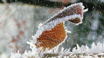 Last Dream..., winter, leaf, nature, snow HD wallpaper